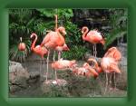 62 Audubon Zoo - flamingos * 1600 x 1200 * (751KB)